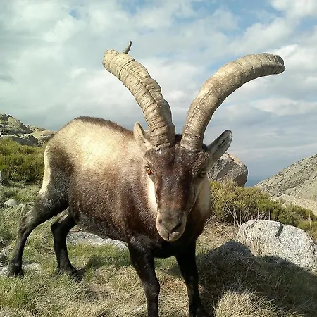 Capricho De Gredos Bohoyo